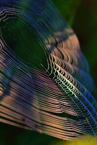 Fotografia artistica Close-up of spider on web France, Minh Hoang Cong / 500px, (26.7 x 40 cm)