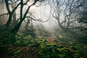 Fotografia Light hinging through trees, James Mills