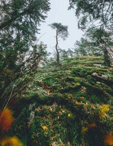 Fotografia Mysterious autumn forest tree on a, Milamai
