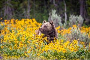 Fotografia artistica Grizzly Bear in Spring Wildflowers, Troy Harrison, (40 x 26.7 cm)
