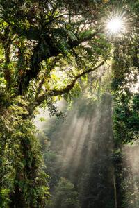 Fotografia artistica Sunbeam in Tropical Rain forest in Danum Valley, Nora Carol Photography, (26.7 x 40 cm)