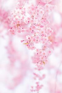 Fotografia artistica Close-up of pink cherry blossom, Yuki Hanayama / 500px, (26.7 x 40 cm)