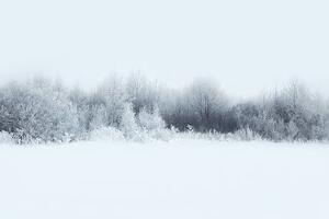 Fotografia Beautiful winter forest landscape trees covered, Guasor