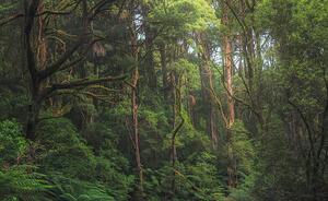 Fotografia artistica Australian temperate rainforest jungle detail, Kristian Bell, (40 x 24.6 cm)