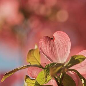 Fotografia artistica Heart bloom, Pamela Long, (40 x 40 cm)