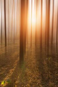Fotografia Golden Forest, owngarden, (26.7 x 40 cm)