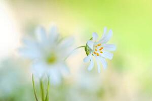 Fotografia artistica Close-up image of the spring flowering, Jacky Parker Photography, (40 x 26.7 cm)