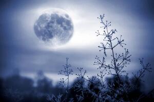 Fotografia Winter night mystical scenery Full moon, Elena Kurkutova, (40 x 26.7 cm)