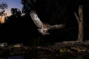 Fotografia Tawny owl flying in the forest at night Spain, AlfredoPiedrafita, (40 x 26.7 cm)