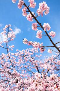 Fotografia Cherry Blossoms, Masahiro Makino