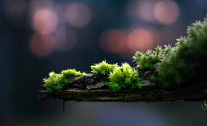Fotografia artistica close-up of moss on a branch, Alin Boehmer, (40 x 24.6 cm)