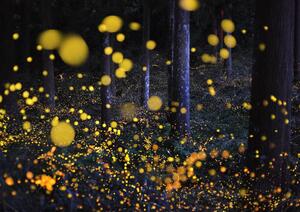 Fotografia artistica The Galaxy in woods, Nori Yuasa, (40 x 30 cm)