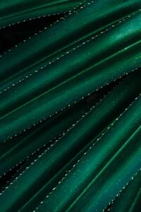Fotografia artistica Close up of thorny green leaves, Olena Malik, (26.7 x 40 cm)