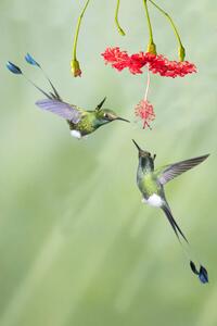 Fotografia Pair of male Booted Rackettail Hummingbirds, Hal Beral