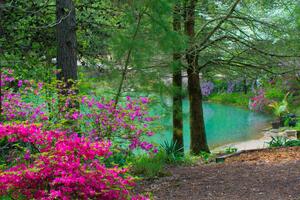 Fotografia Spring FLowers -and Lake view--Gibson County, William Reagan