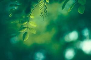 Fotografia Leaf Background, Jasmina007, (40 x 26.7 cm)