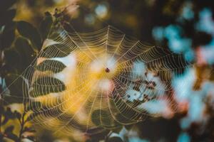 Fotografia artistica Low angle view of spider on web, Cavan Images, (40 x 26.7 cm)