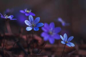 Fotografia artistica Blue anemones on the forest floor, Baac3nes, (40 x 26.7 cm)