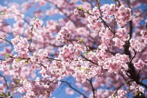 Fotografia Sweet sakura flower in springtime, somnuk krobkum, (40 x 26.7 cm)