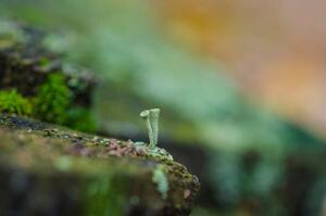 Fotografia artistica moss forest litter macro fantastic plants, jinjo0222988, (40 x 26.7 cm)