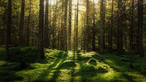 Fotografia artistica Magical fairytale forest, Björn Forenius, (40 x 22.5 cm)