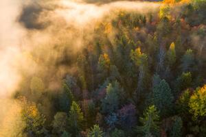 Fotografia artistica Sunrise and morning mist in the forest, Baac3nes, (40 x 26.7 cm)