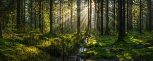 Fotografia artistica Sunlight streaming through forest canopy illuminated, fotoVoyager, (50 x 20 cm)