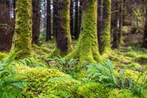 Fotografia Moss and ferns at old forest, Santiago Urquijo