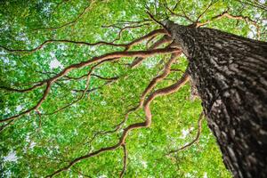 Fotografia artistica New green leaf tree in nature forest, somnuk krobkum, (40 x 26.7 cm)
