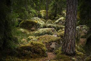 Fotografia artistica Forest environment in a primeval forest, Schon, (40 x 26.7 cm)