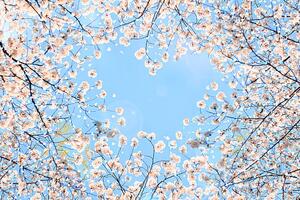 Fotografia artistica Cherry blossom, YuriF, (40 x 26.7 cm)