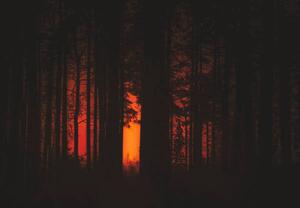 Fotografia artistica Forest Fire, Milamai, (40 x 26.7 cm)