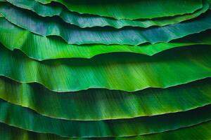 Fotografia Banana leaves are green nature, wilatlak villette, (40 x 26.7 cm)