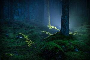 Fotografia artistica Spruce forest with moss at night, Schon, (40 x 26.7 cm)