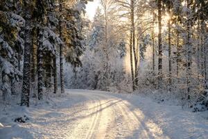 Fotografia artistica Narrow snowy forest road on a sunny winter day, Schon, (40 x 26.7 cm)