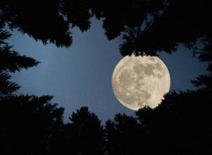 Fotografia Full super moon over forest, Jasmin Merdan, (40 x 30 cm)