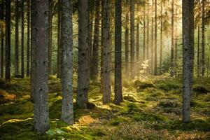 Fotografia artistica Evening sun shining in spruce forest, Schon, (40 x 26.7 cm)