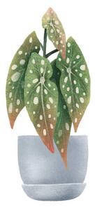 Illustrazione Begonia Maculata dots Houseplant in pot, Ilona Myronenko, (40 x 40 cm)