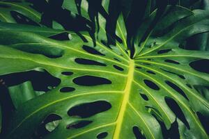 Illustrazione Monstera Philodendron leaves - tropical forest, hanohiki, (40 x 26.7 cm)