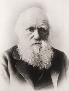 Fotografia artistica Charles Darwin, English School,, (30 x 40 cm)