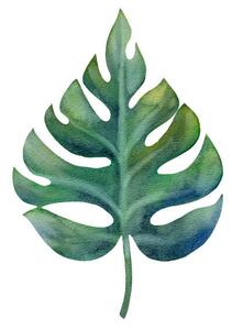 Illustrazione Watercolor green monstera leaf isolated on, Anastasiia Dubitskaia