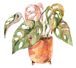 Illustrazione Watercolor indoor plants monstera urban jungle, Belus, (40 x 40 cm)