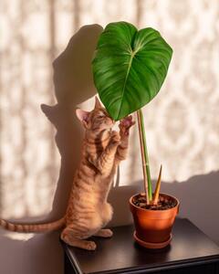 Illustrazione Kitten and indoor plant philodendron, Rhisang Alfarid, (30 x 40 cm)