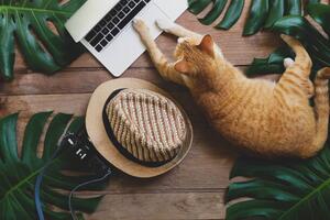 Illustrazione Domestic ginger cat acts as human, Chansom Pantip