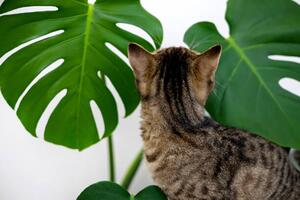 Illustrazione tabby cat kitty playing with monstera, AMphotography, (40 x 26.7 cm)