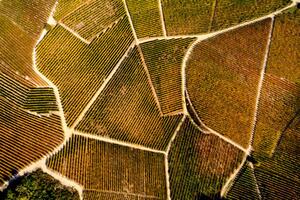 Fotografia Barolo Wine Region in Autum Piedmont Italy, Andrea Pistolesi