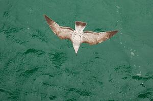 Fotografia artistica Young Gull, Ade_Deployed, (40 x 26.7 cm)