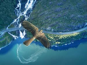 Fotografia artistica Kestrel flying above ocean rocky land, Stanislaw Pytel, (40 x 30 cm)