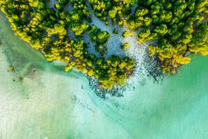 Fotografia artistica Overhead view of a tropical mangrove lagoon, Roberto Moiola / Sysaworld, (40 x 26.7 cm)
