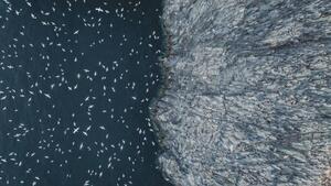 Fotografia artistica Gannets flying off the edge of, Abstract Aerial Art, (40 x 22.5 cm)
